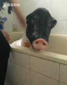 大猪猪吃瓜视频免费观看,揭秘热门视频背后的趣味故事  第3张